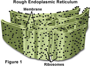 ROUGH ENDOPLASMIC RETICULUM