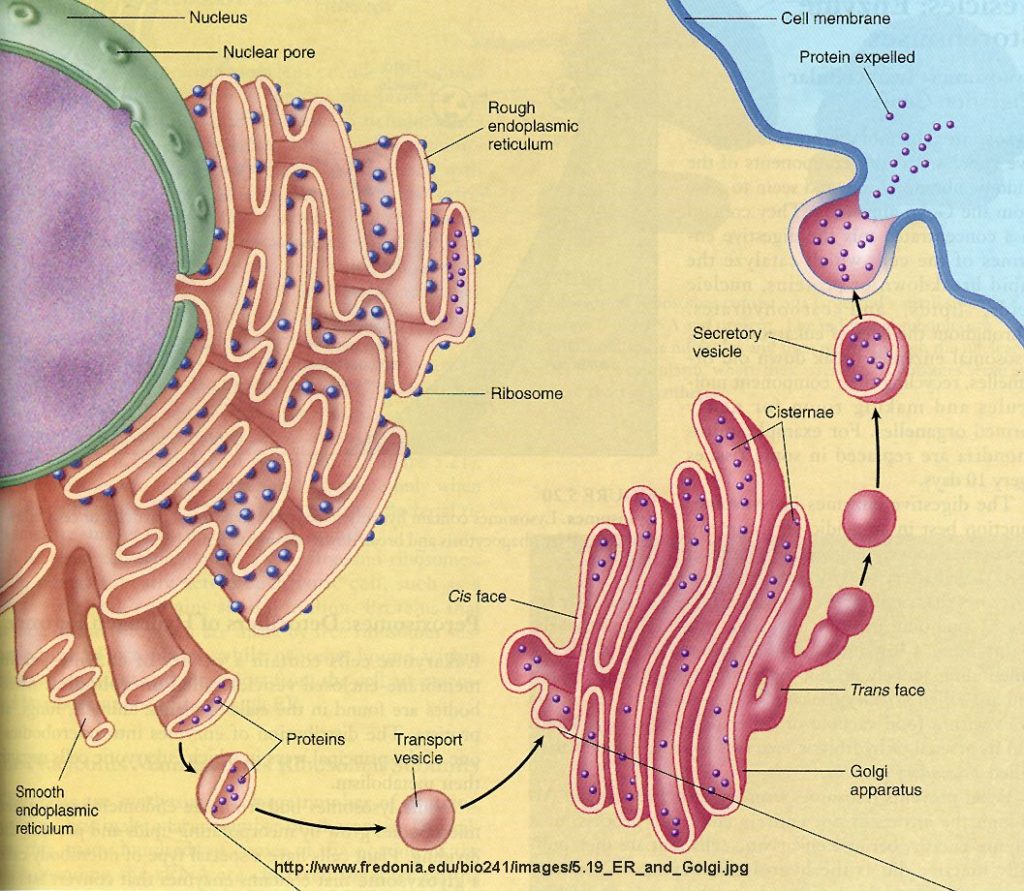 The Golgi apparatus