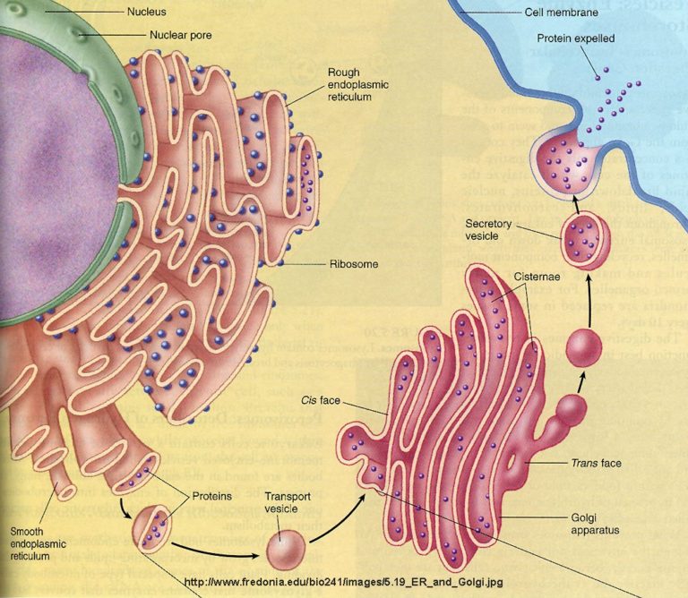 golgi-apparatus-and-endoplasmic-reticulum - Organic Chemistry Made Easy ...