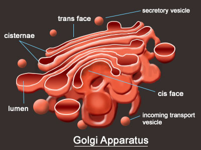 The Golgi apparatus