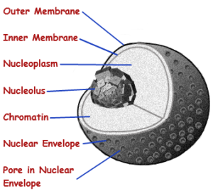 nucleus2 - Organic Chemistry Made Easy by AceOrganicChem