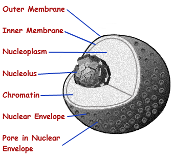 The nucleus: